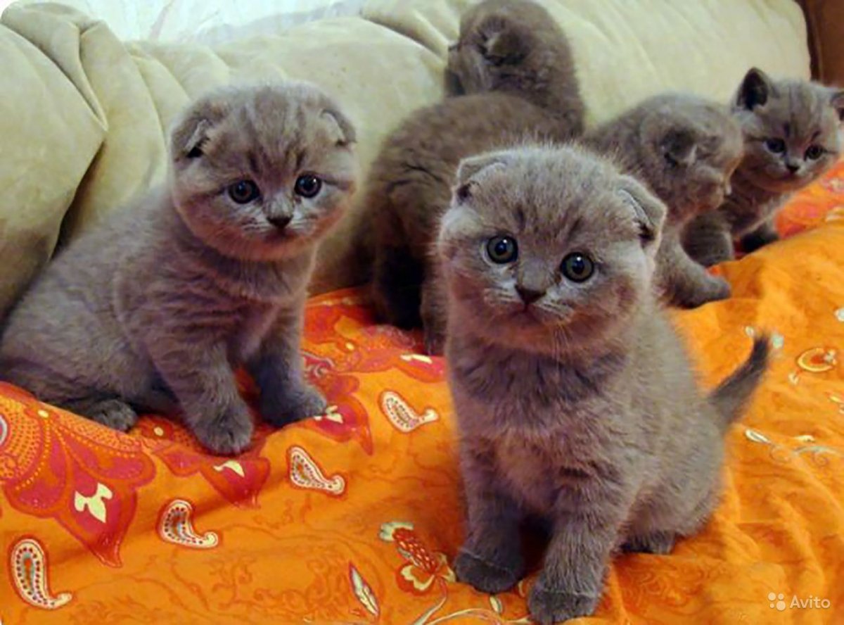 Британские котята только родившиеся