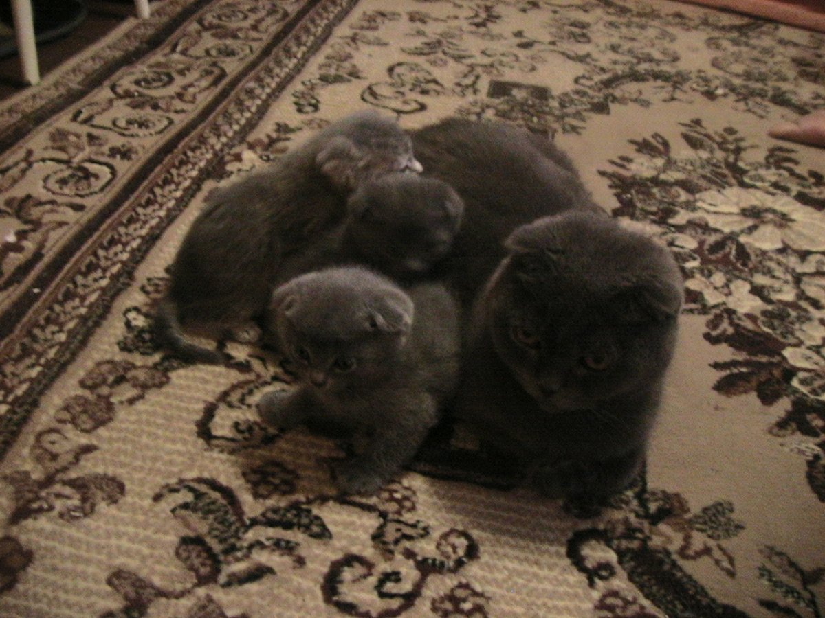 Чистокровные Шотландские котята вислоухие