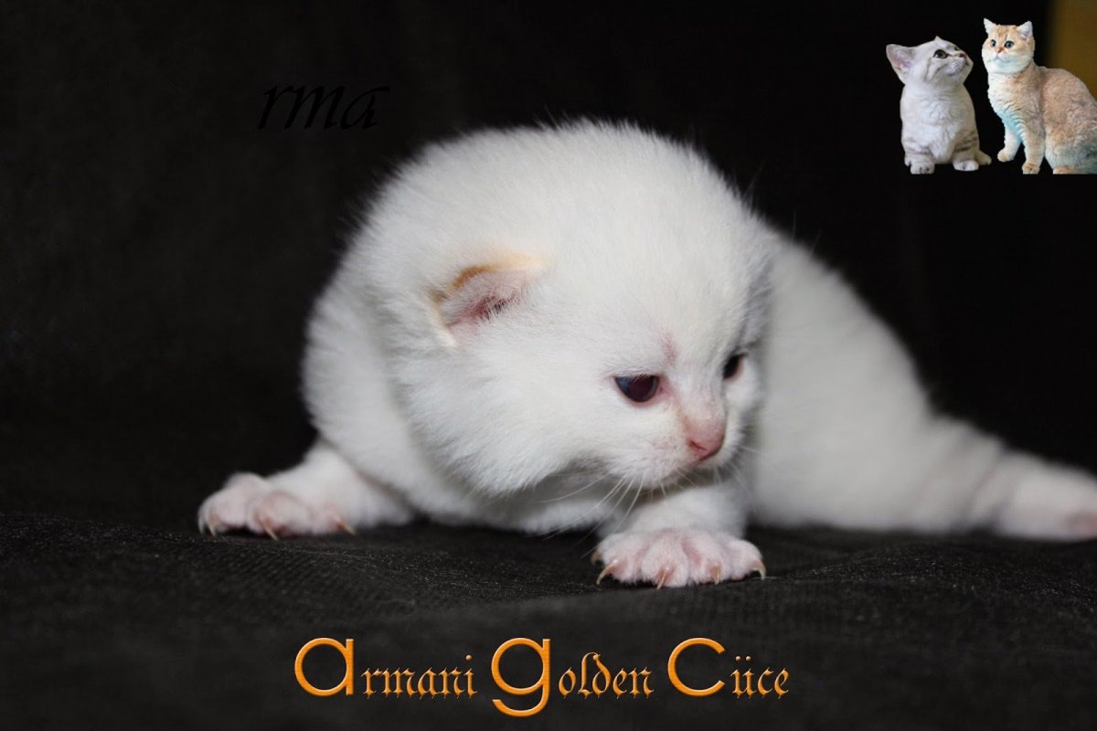 Британские котята вислоухие Новорожденные