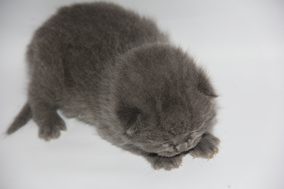 Шотландцы вислоухие котята уродства