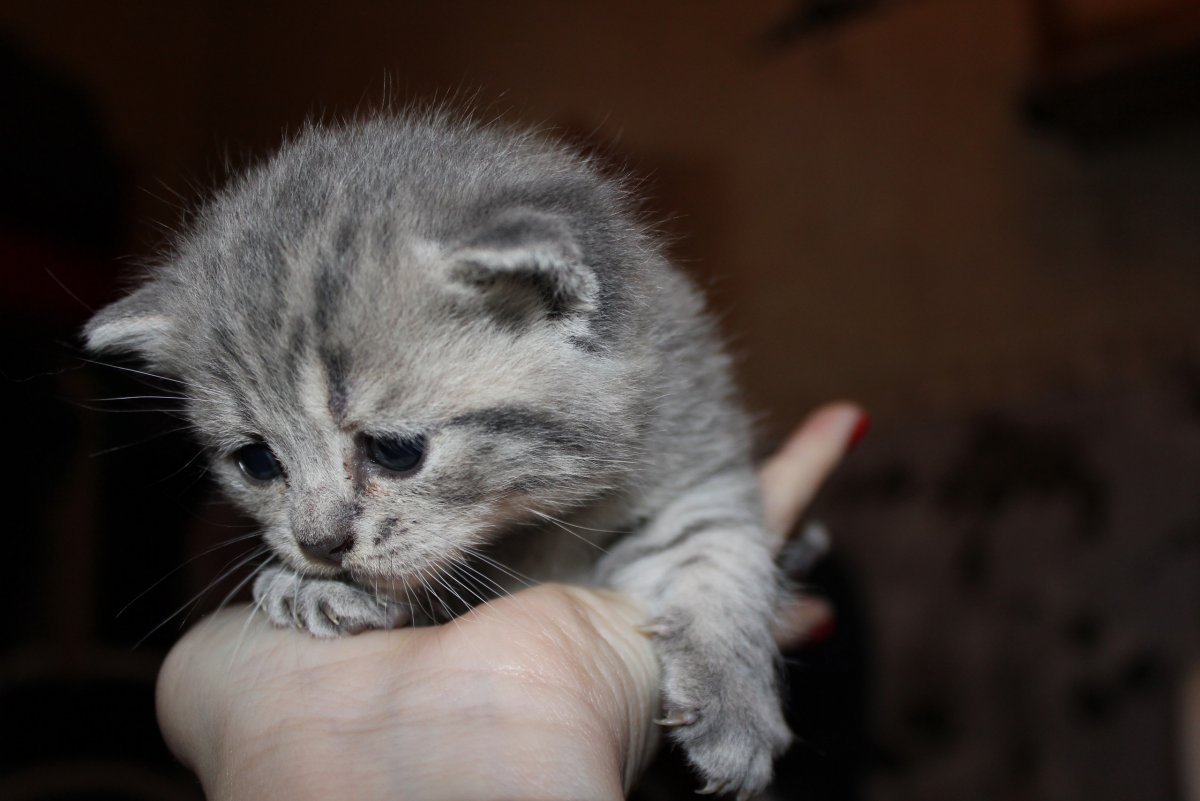 Вислоухие котята СПБ