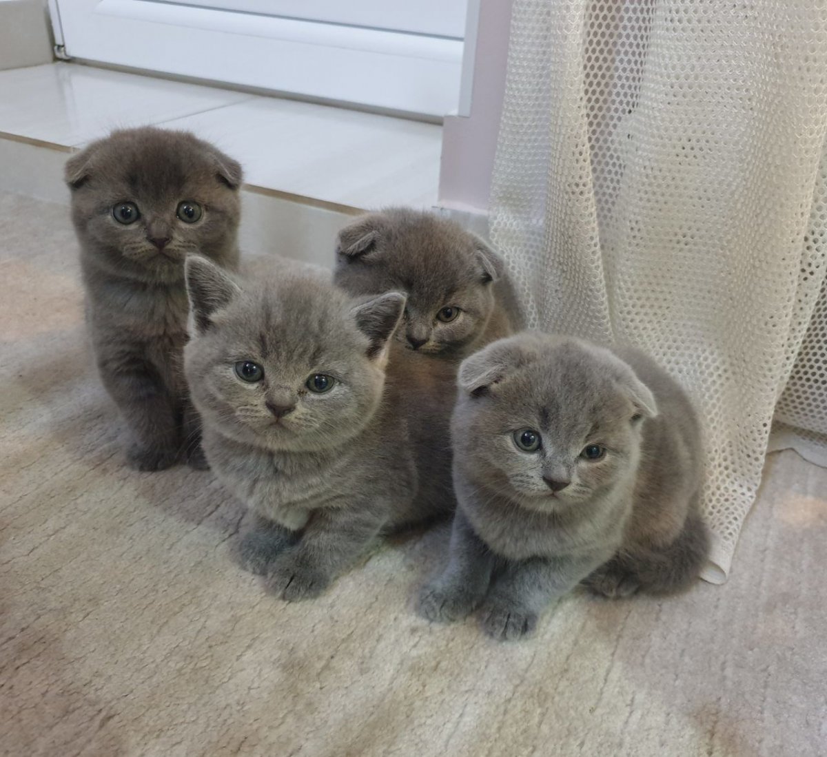 Новорождённых котята Шотландские вислоухие