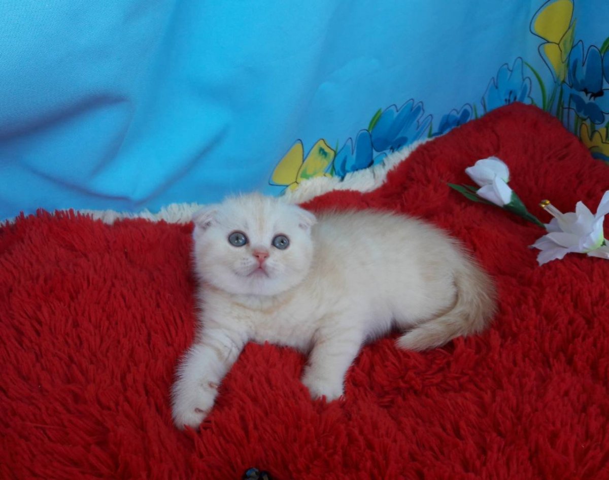 Новорожденные котята вислоухие