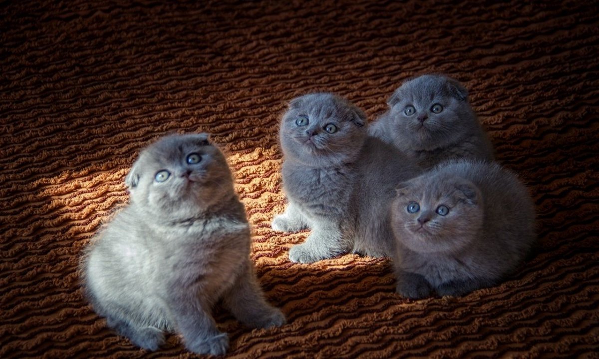 Новорожденные котята вислоухой кошки