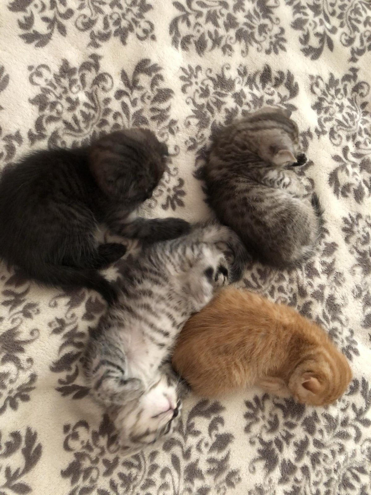 Куча котят вислоухих