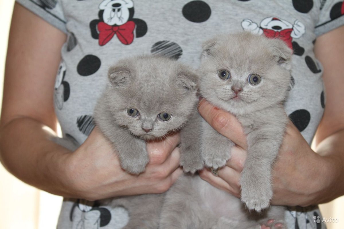 Кот британец котенок