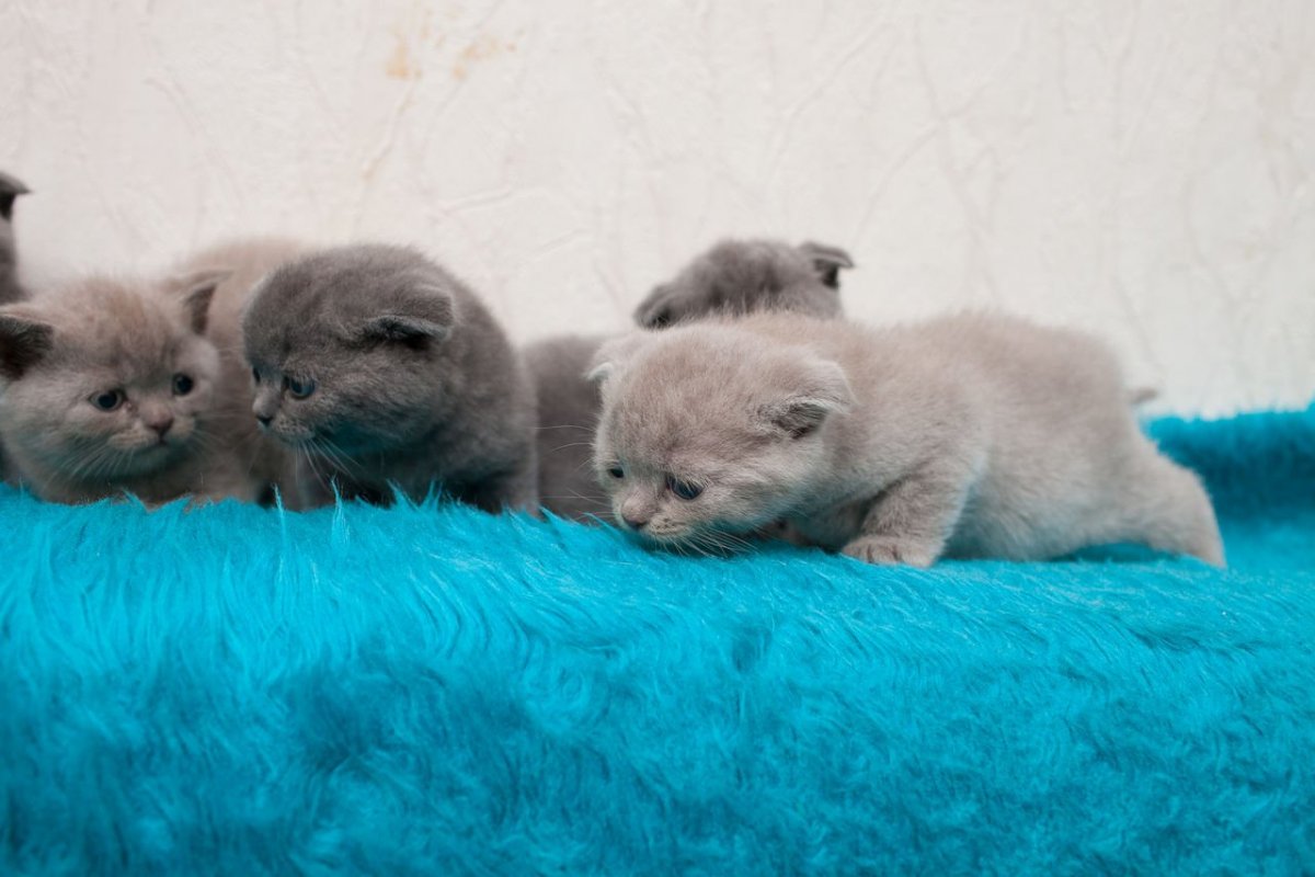 Котята ми ми вислоухие