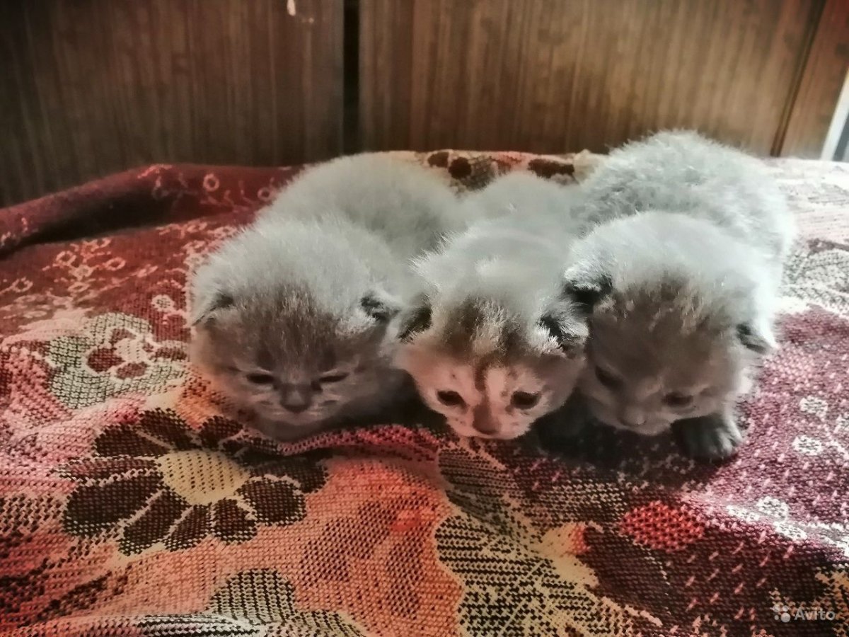 Новорожденные котята циннамон табби