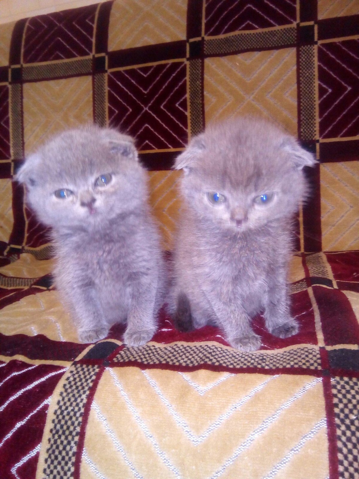 Маленьких котят вислоухих пацанов