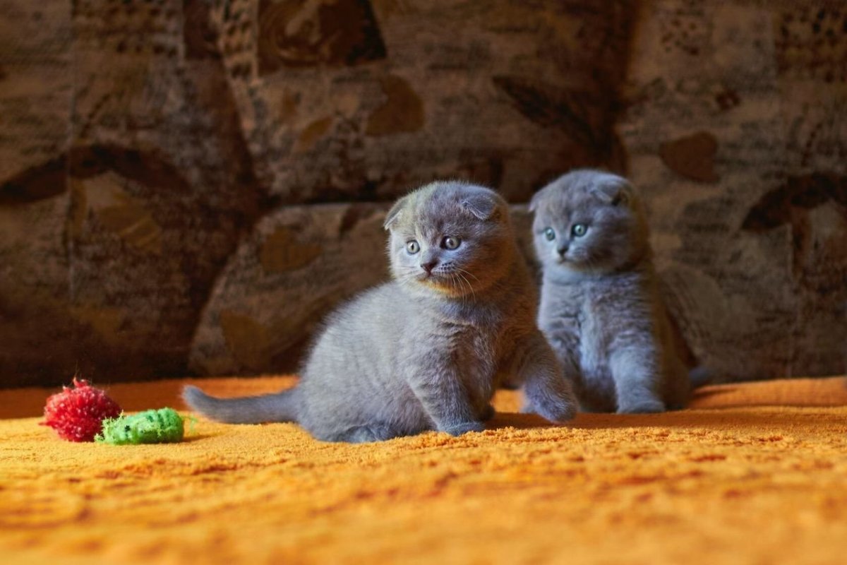 Маленькие вислоухие котята