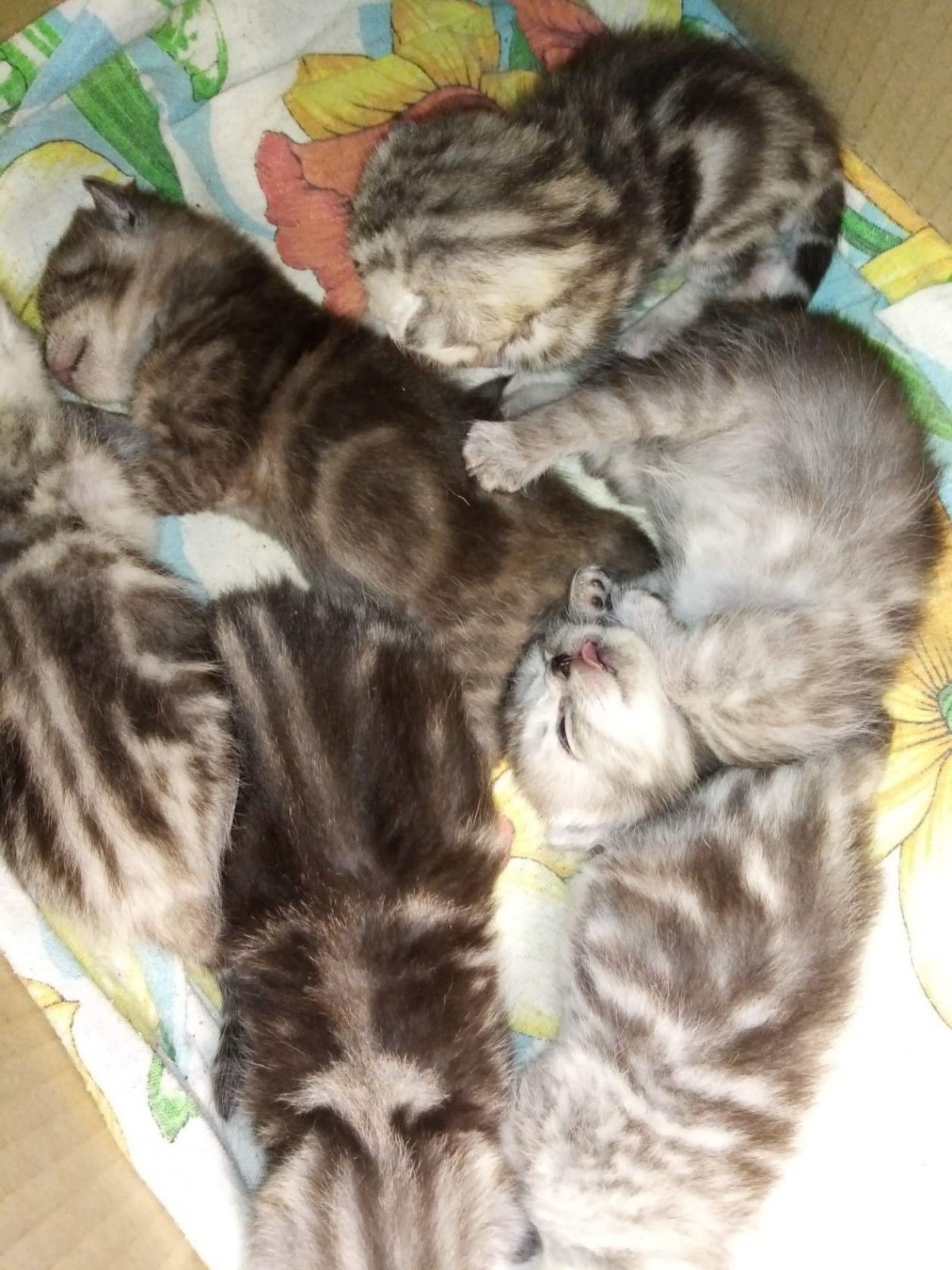 Милые котята вислоухие Шотландские