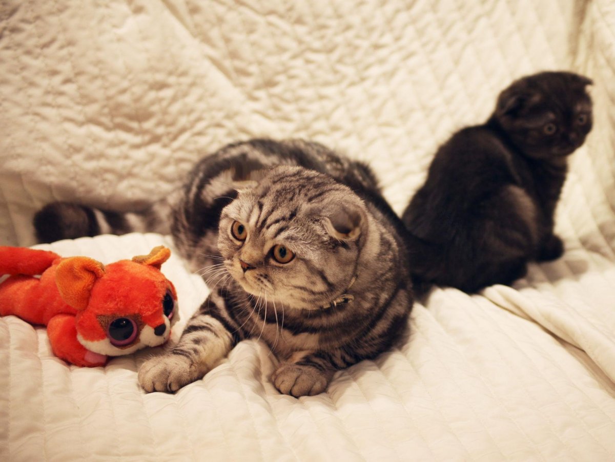 Шотландская вислоухая кошка голубая