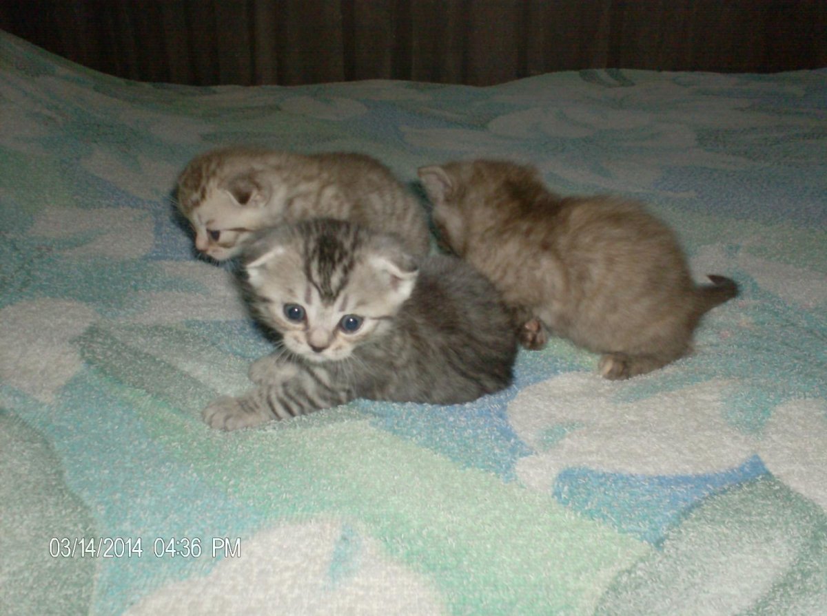 Шотландский вислоухий котенок голубой