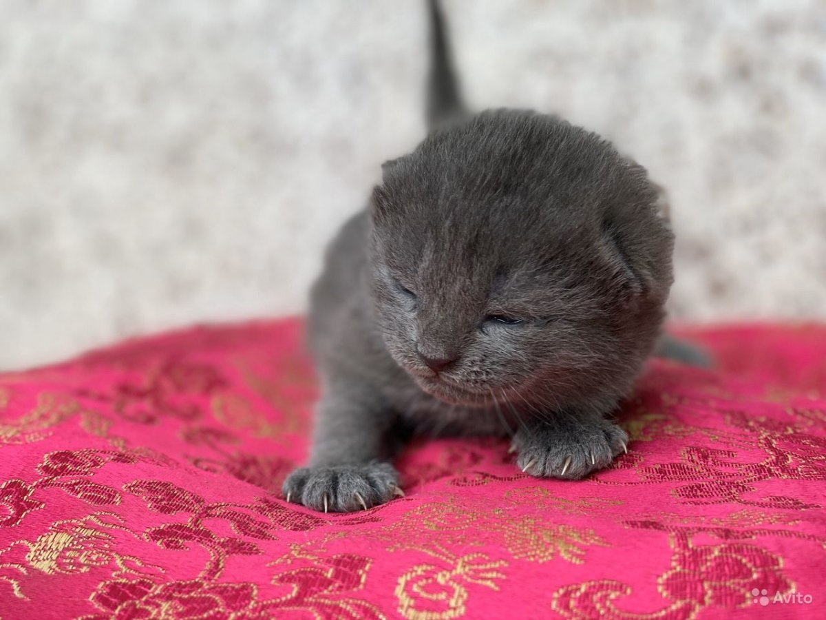 Шотландские вислоухие котята