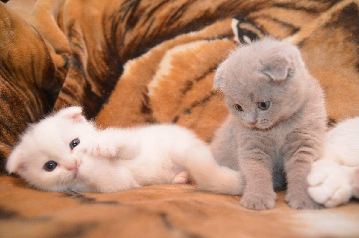 Котёнок вислоухий 20 дней