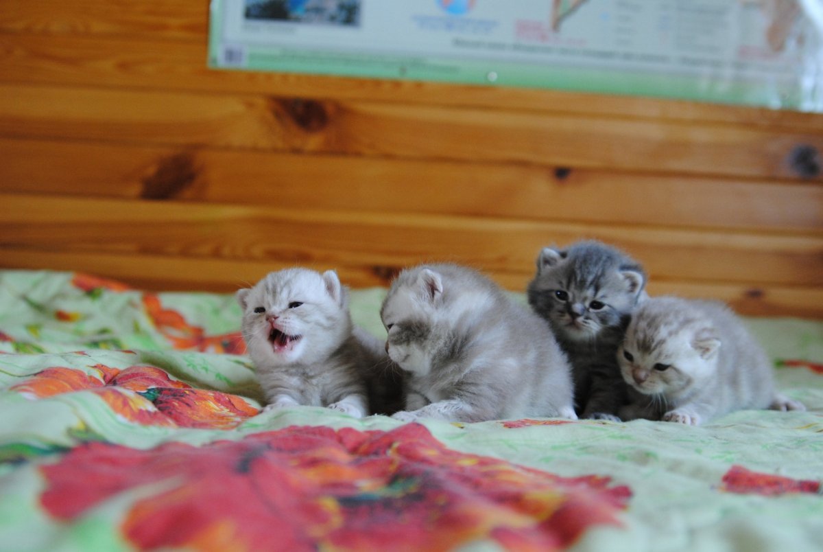 Новорожденные котята вислоухие