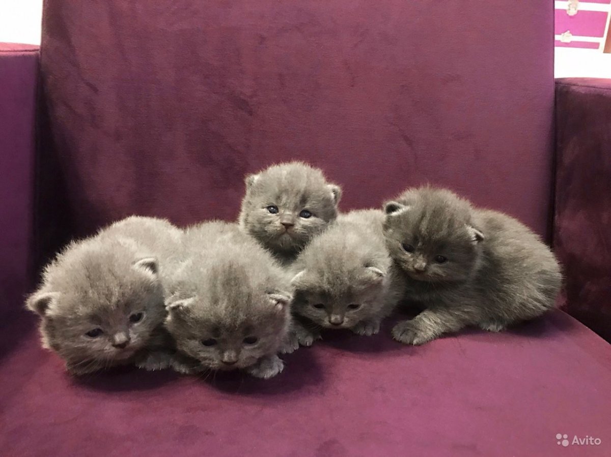 Вислоухие котята британцы