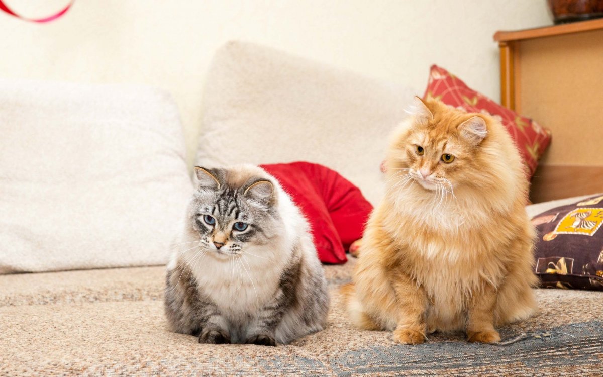 Пушистая кошка