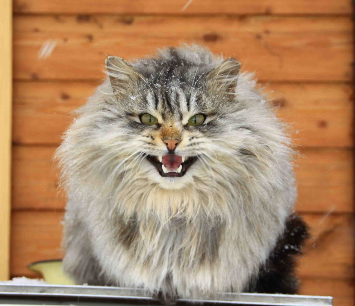 Терапия кошками