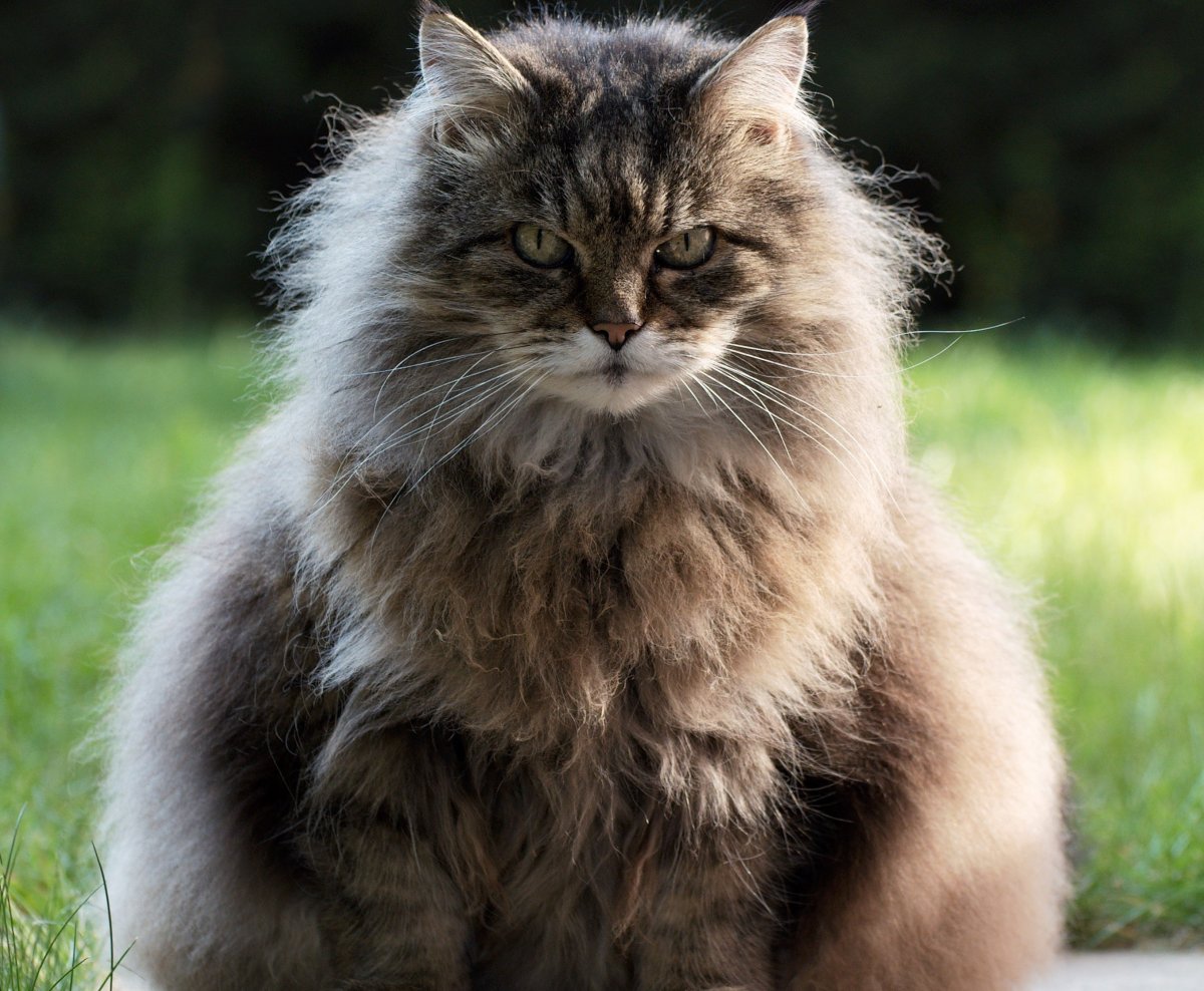 Норвежский Лесной кот