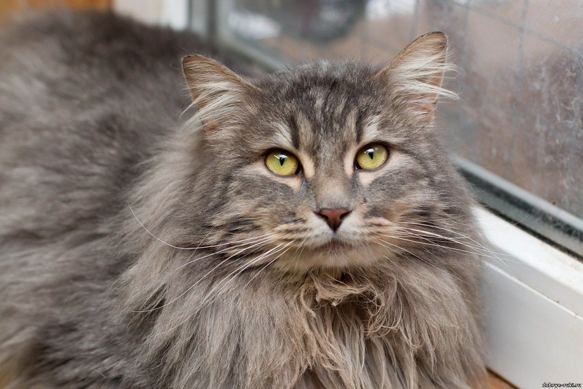 Дикий норвежский Лесной кот