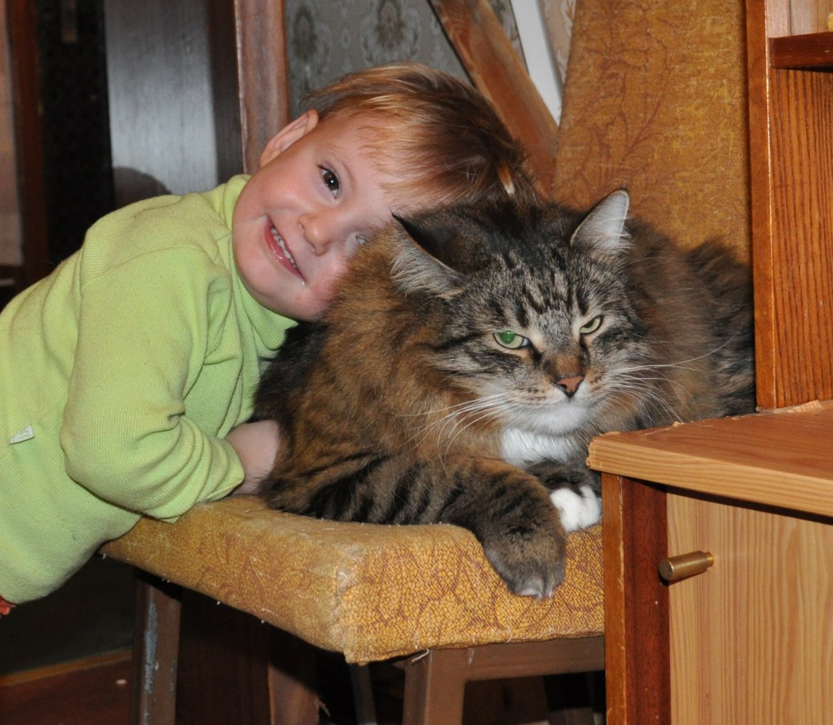 Сибирская кошка вес