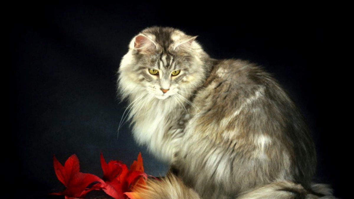 Сибирский дикий Лесной кот