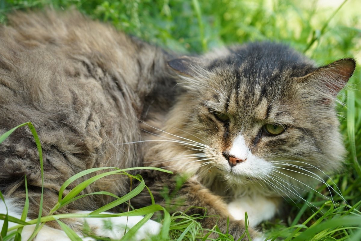 Норвежская Лесная