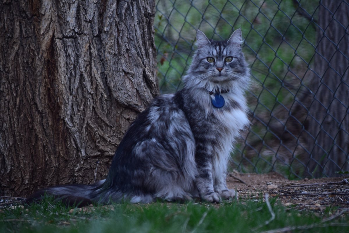 Кошка полосатая длинношерстная