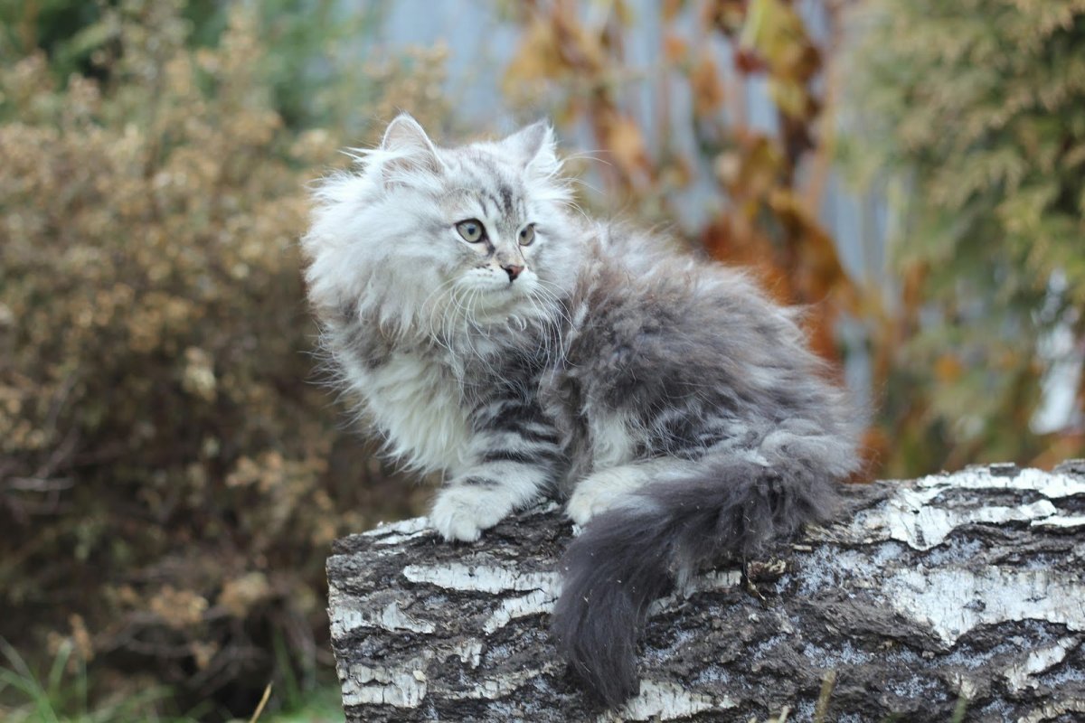 Сибирский Лесной кот