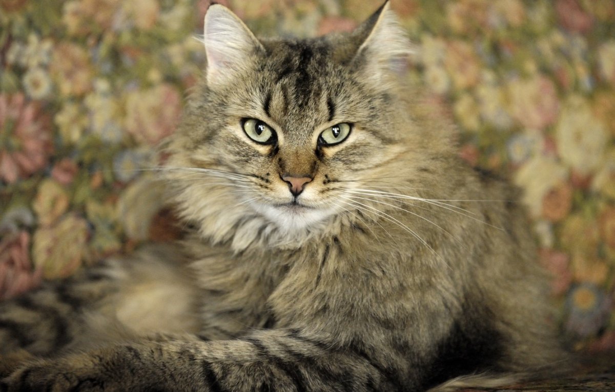 Метис Мейн куна