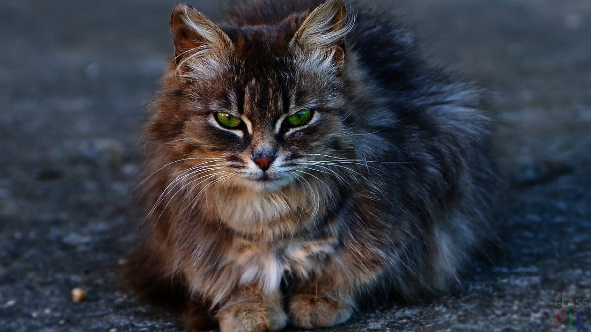 Невский Лесной кот