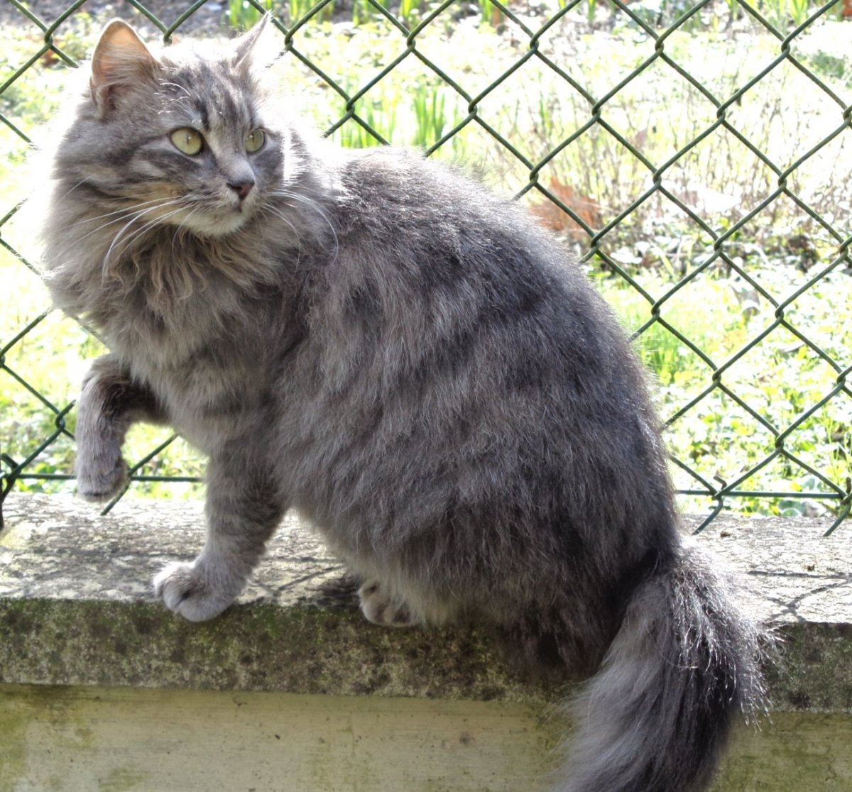 Напольный Сибирская кошка