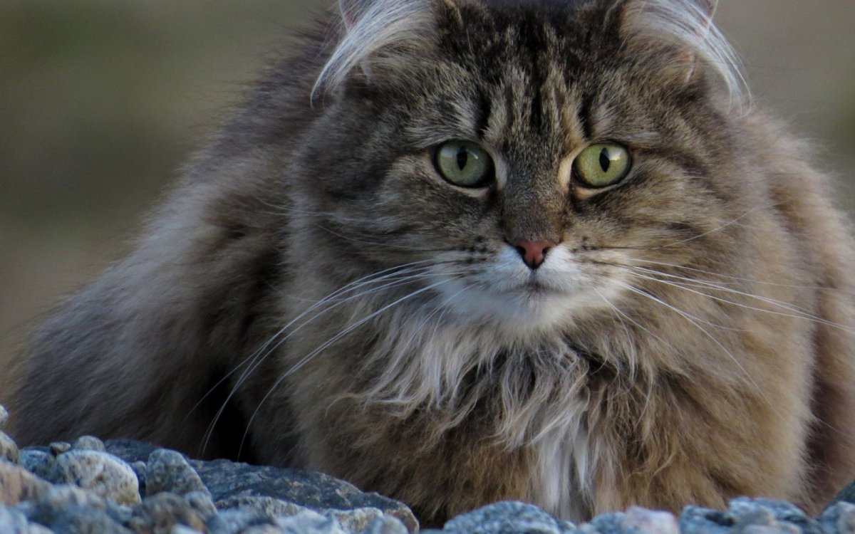 Сибирская длинношерстная кошка
