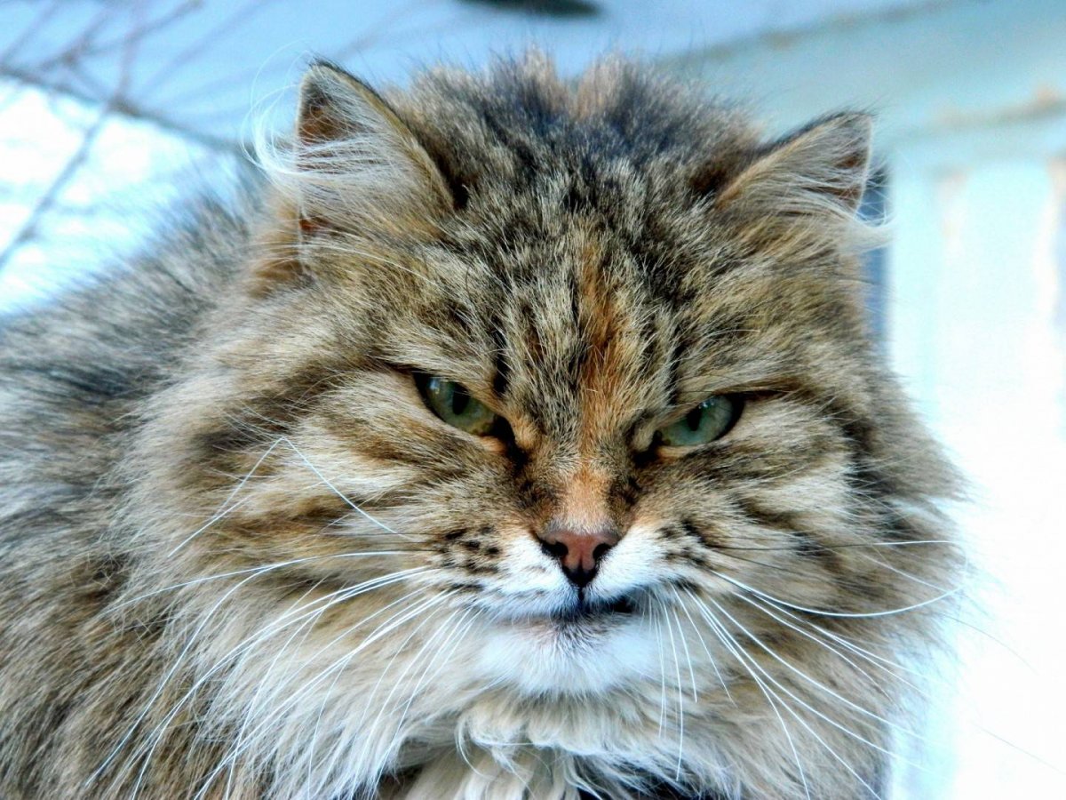 Сибирская кошка гифка