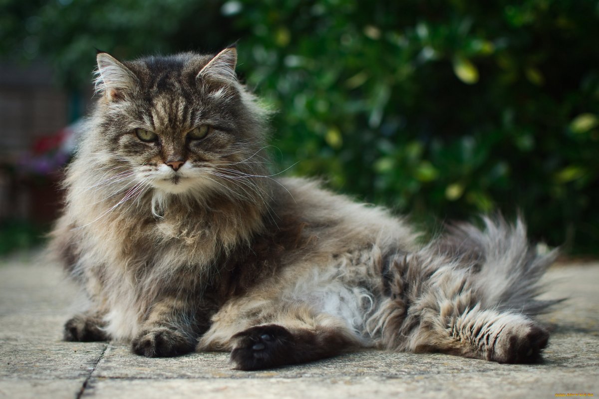 Норвежская Лесная кошка лапы