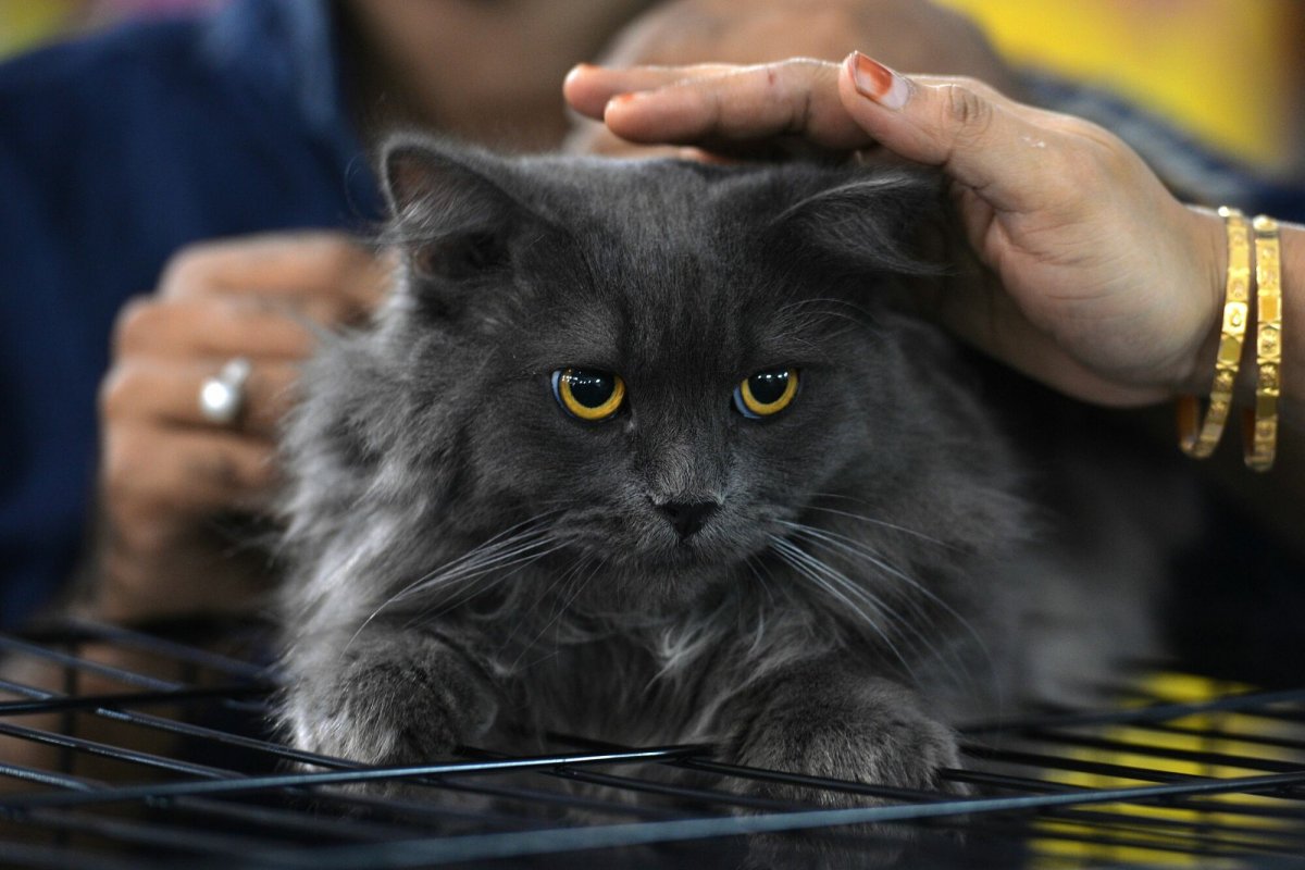 Порода кошек Сибирская Лесная