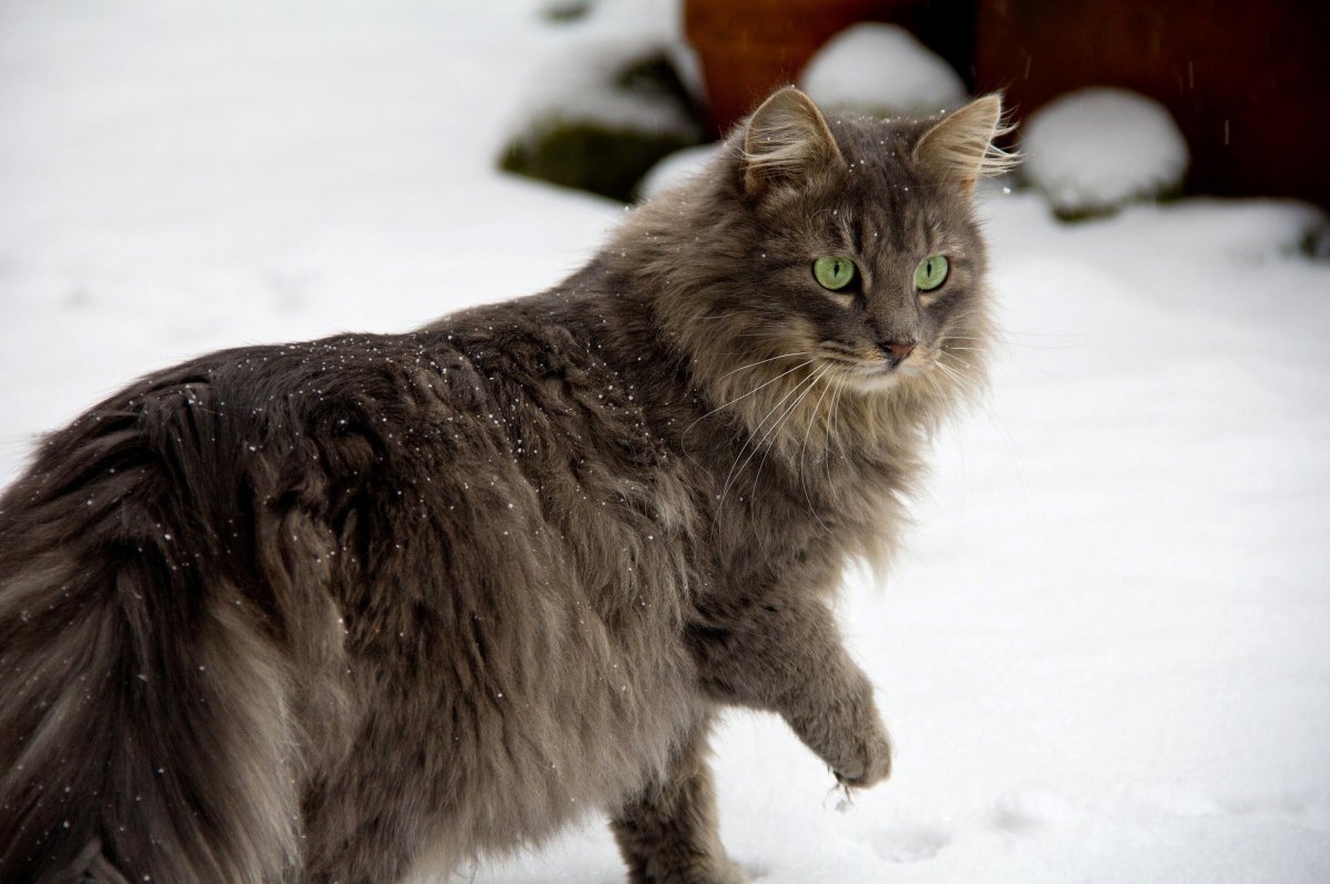 Фотосессия с рысью