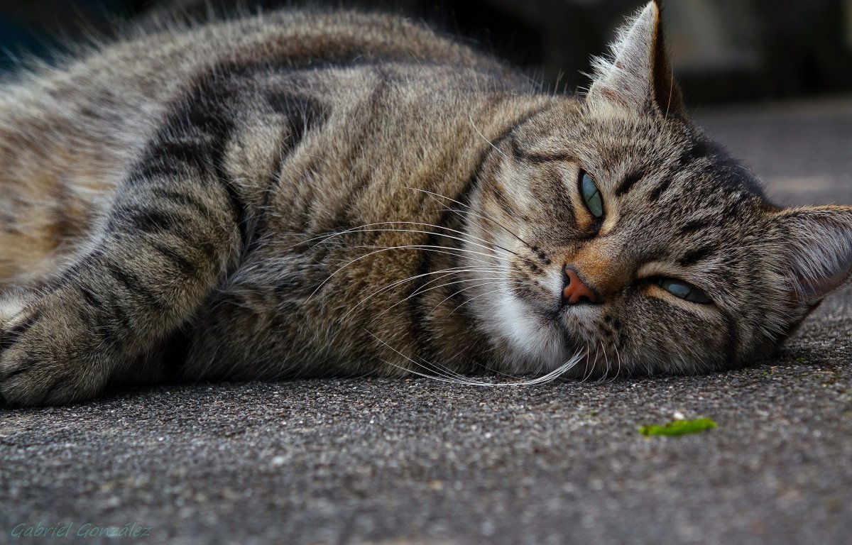 Полосатый котенок на заставку крупным планом