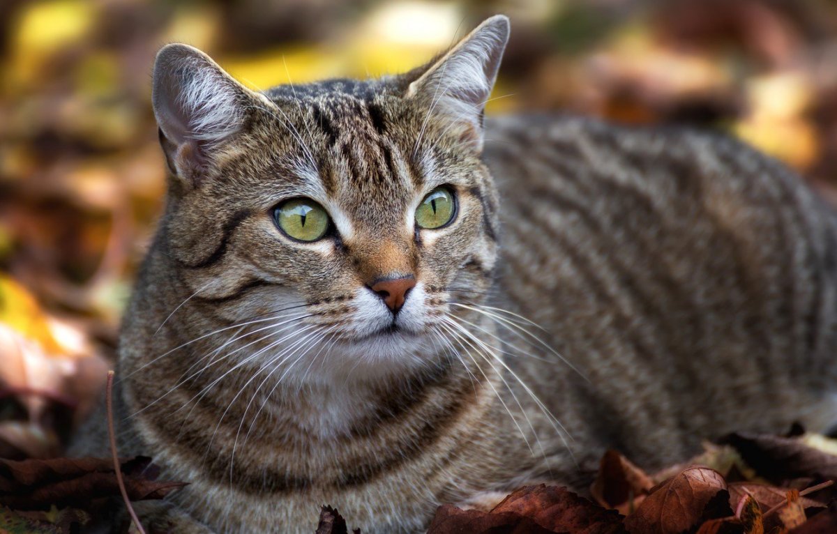 Обычные полосатые котята