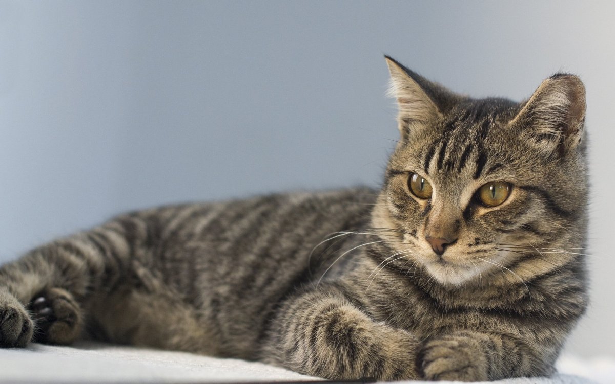 Сибирская кошка короткошерстная