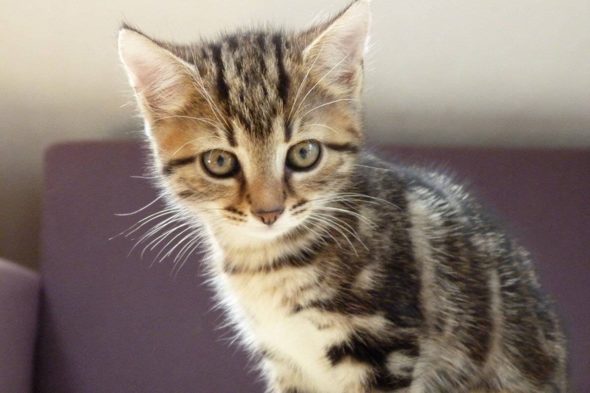 Европейская короткошерстная кошка котята