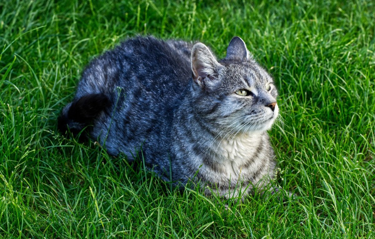 Серо голубой полосатый кот