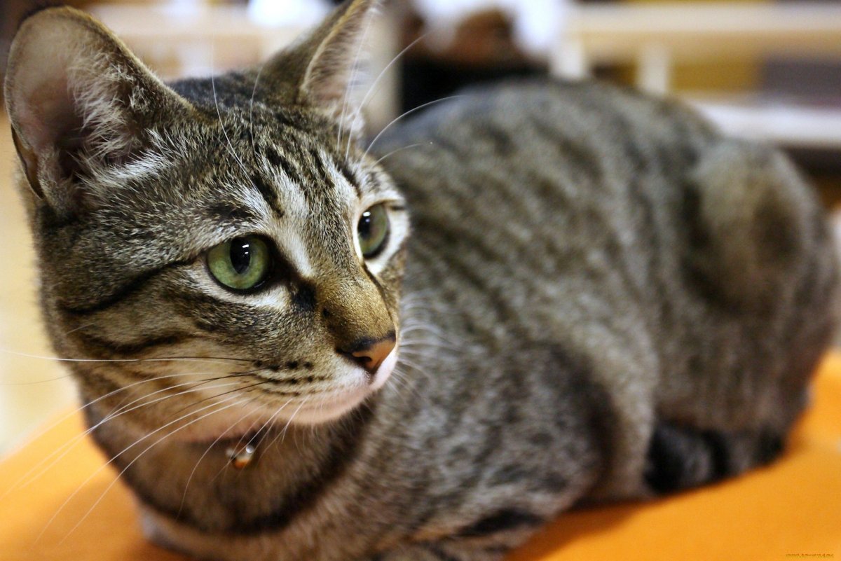 Полосатый кот беспородный