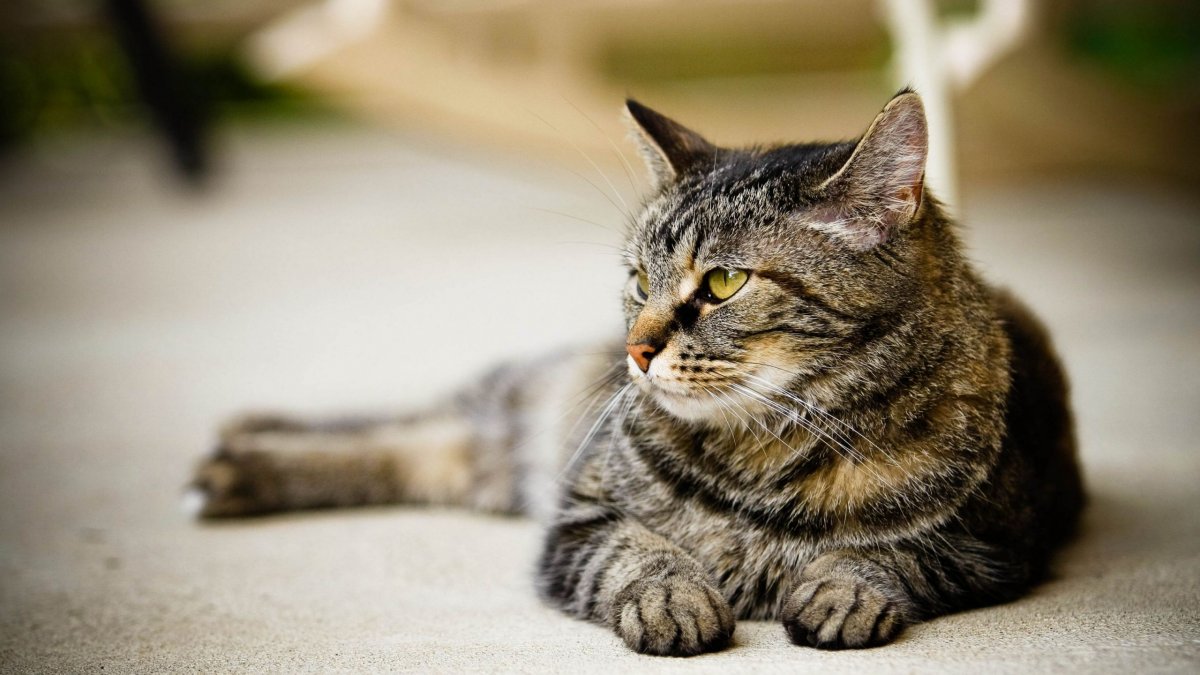 Полосатый хищный кот