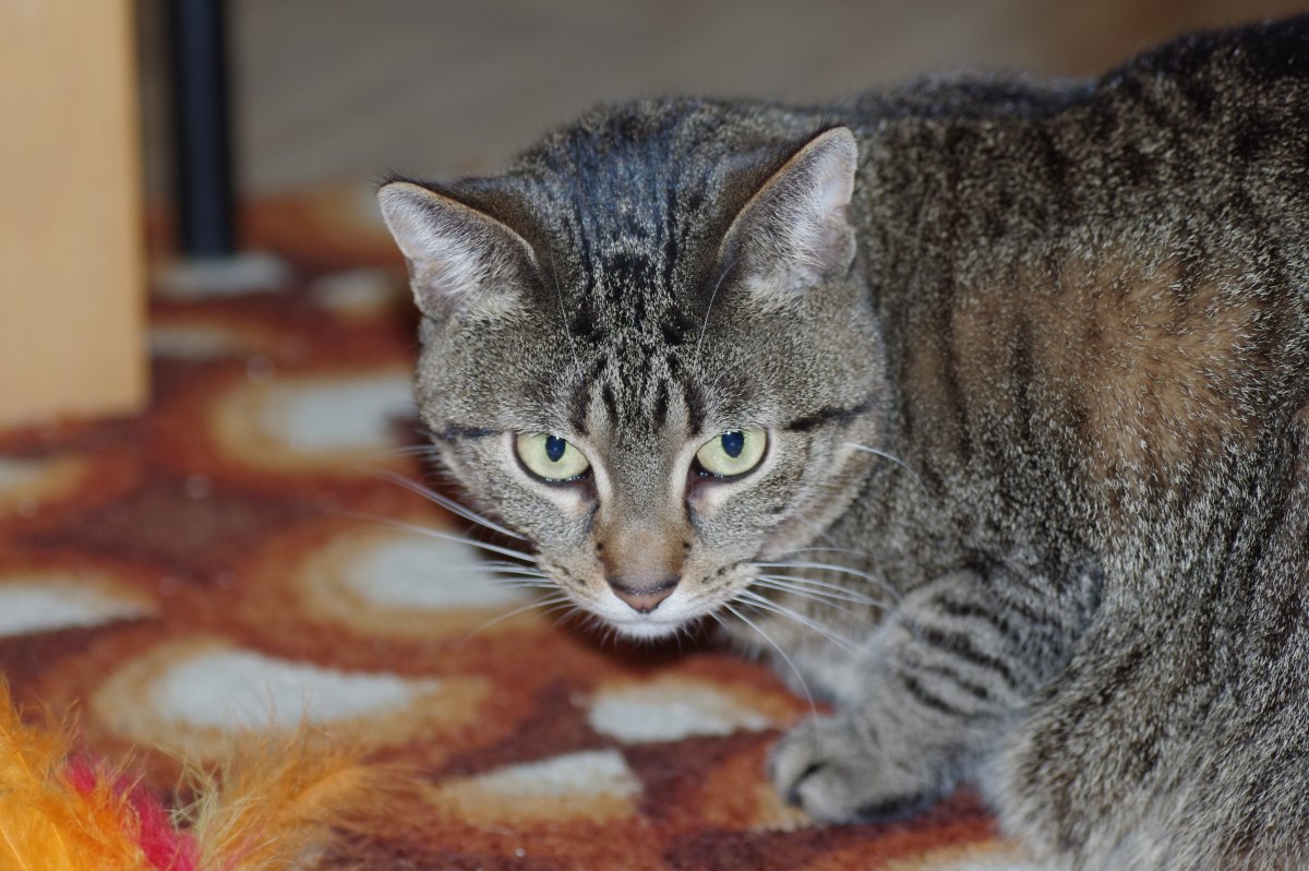 Полосатые коты