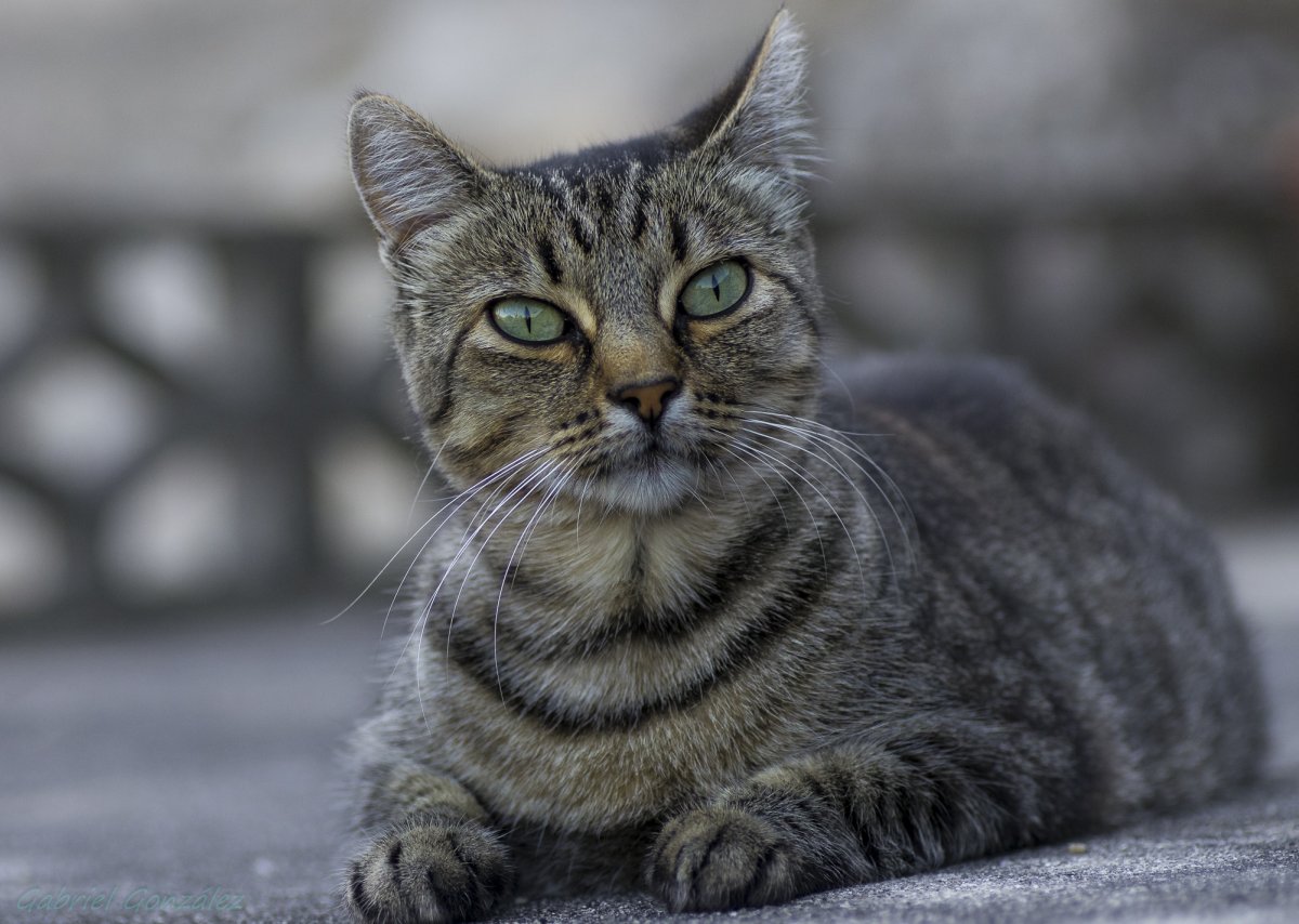 Серый кот короткошерстный беспородный