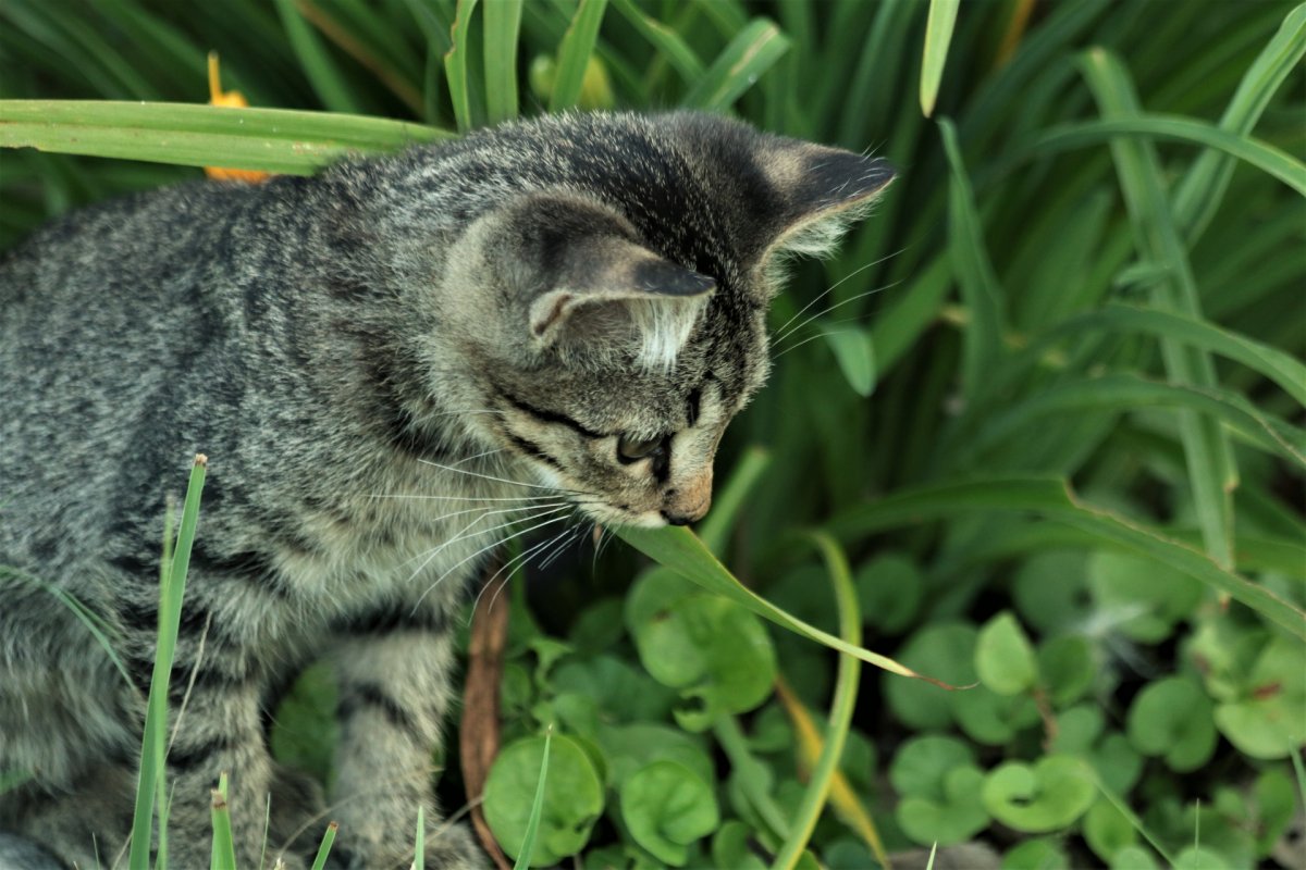 Серый кот на траве