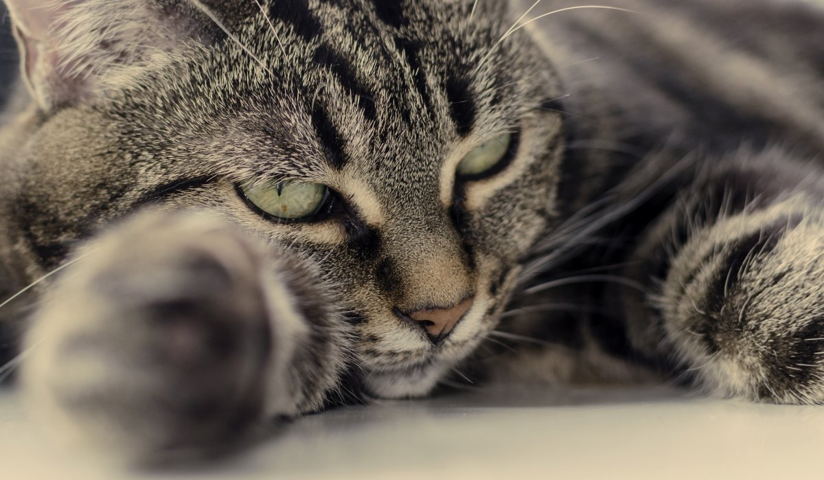 Табби макрель полосатый