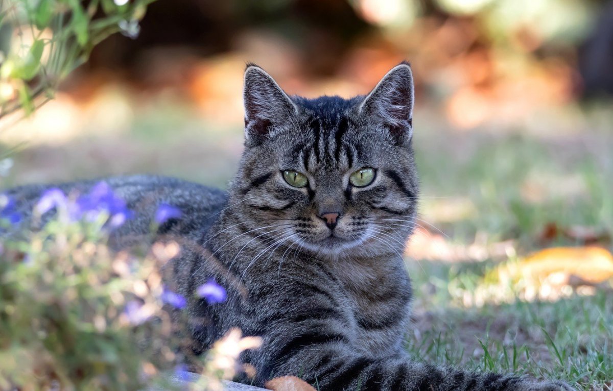 Кошки American Wirehair Breed